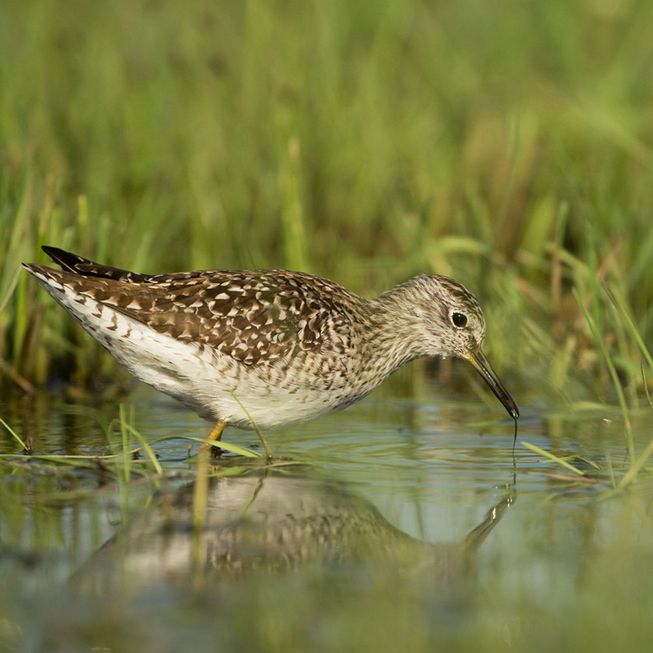 Wood Sandpiper. Edmund Fellowes / BTO