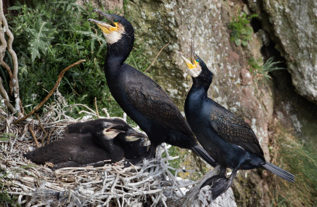 Cormorants nesting. Edmund Fellowes
