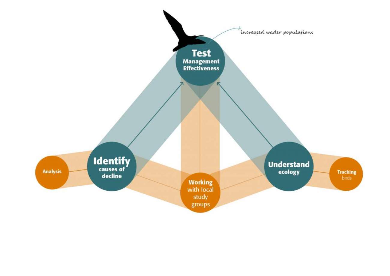 Mapping out BTO work on wader decline. Faye Vogely.