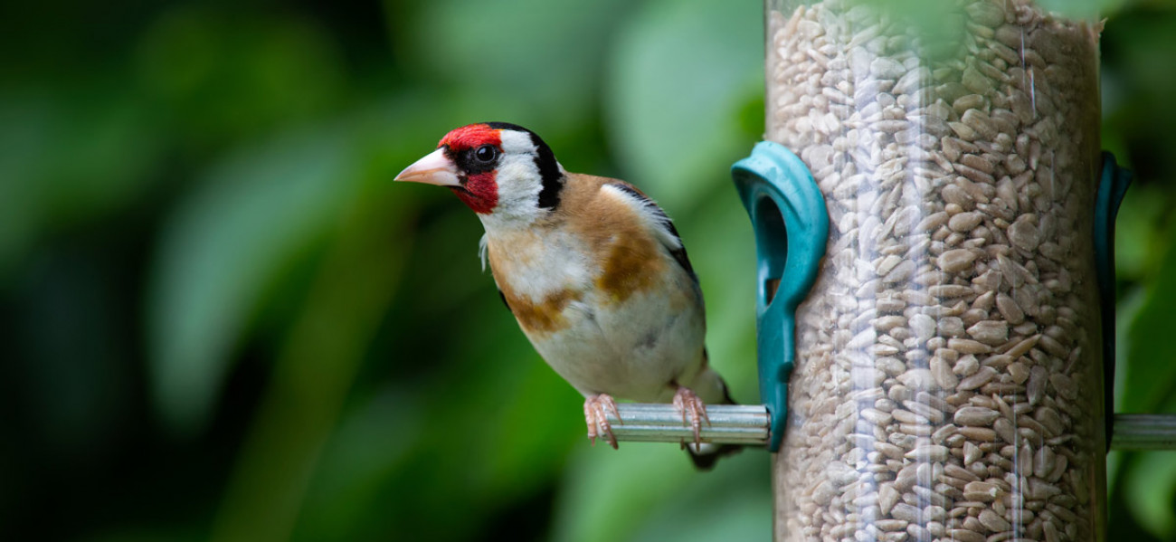 Goldfinch. Anthony Brown@adobestock