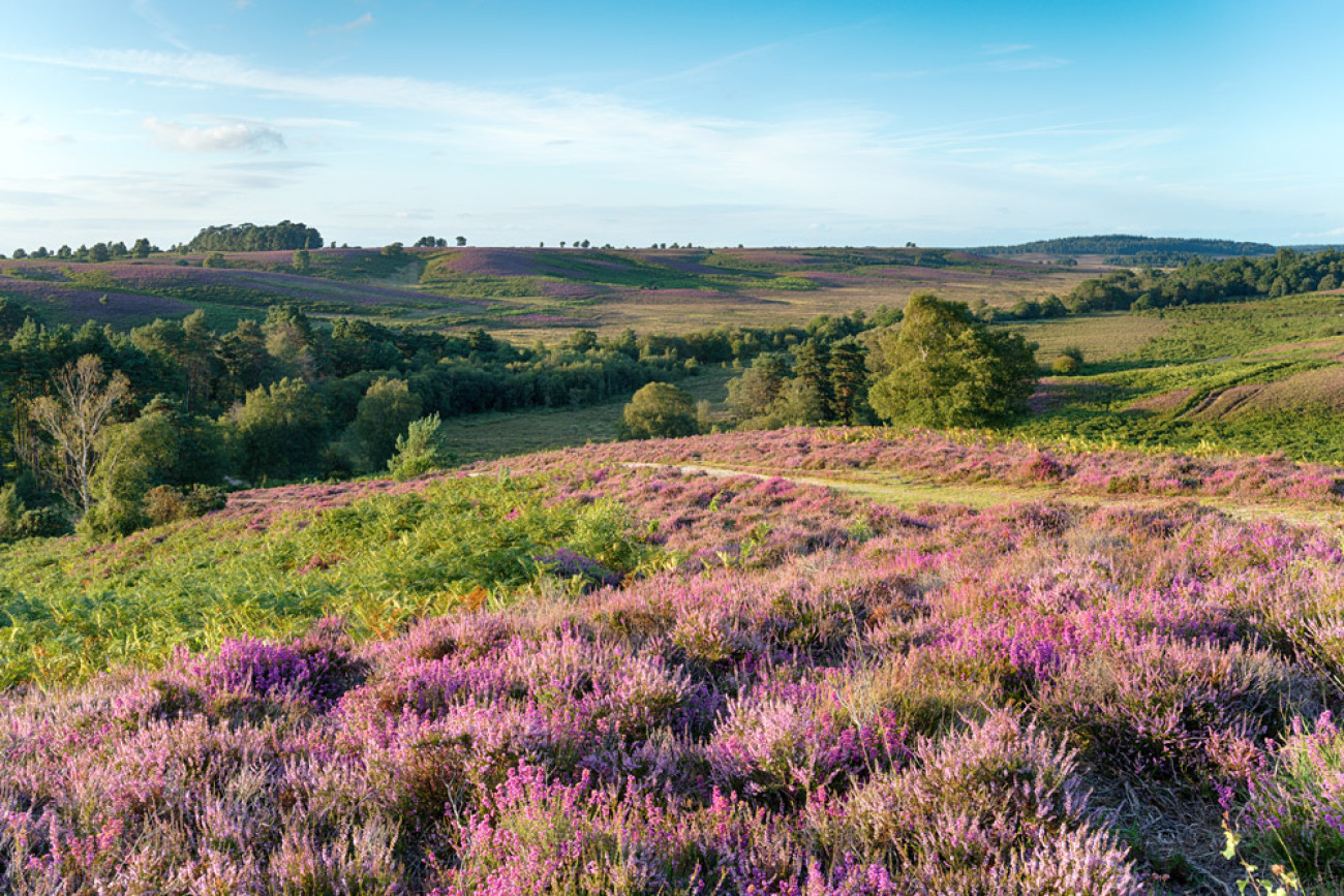 Heathland view in the New Forest. 
