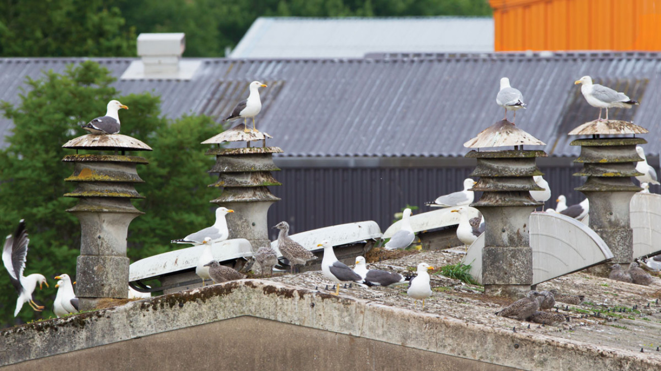 Herring Gulls and Lesser Black-backed Gulls nesting inland. Edmund Fellowes