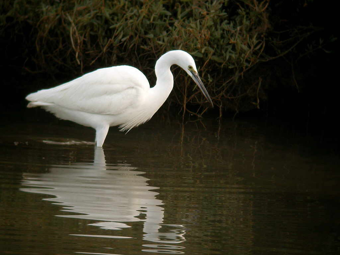 Little Egret by Al Downie