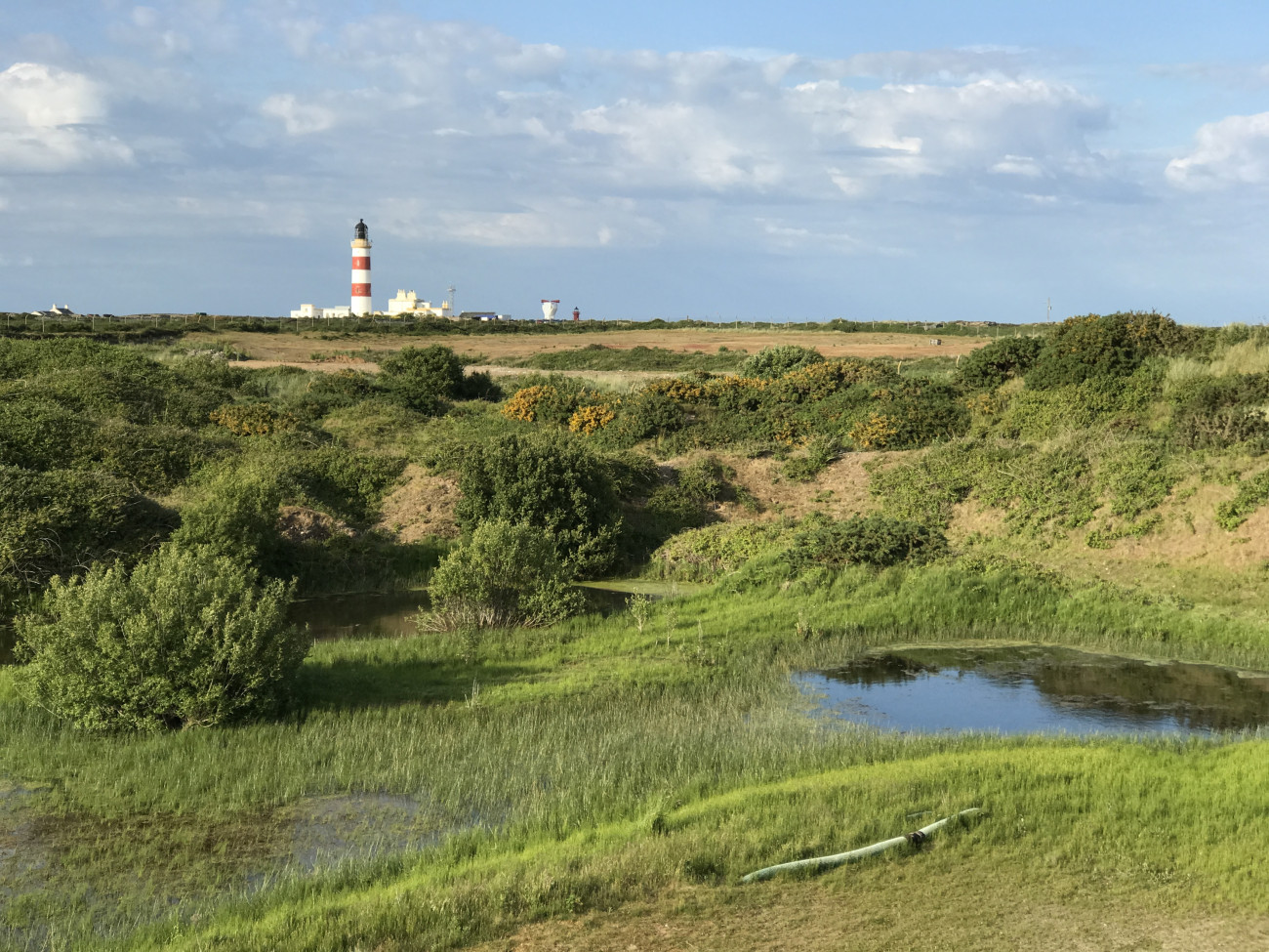 Point of Ayre National Reserve. Manx BirdLife