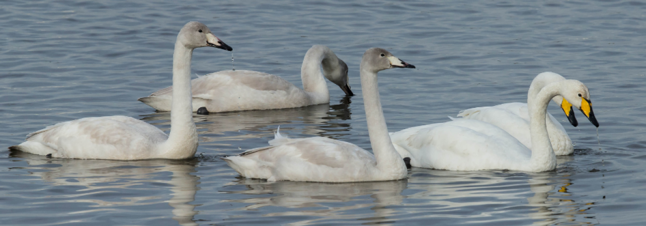 Whooper Swan family group.