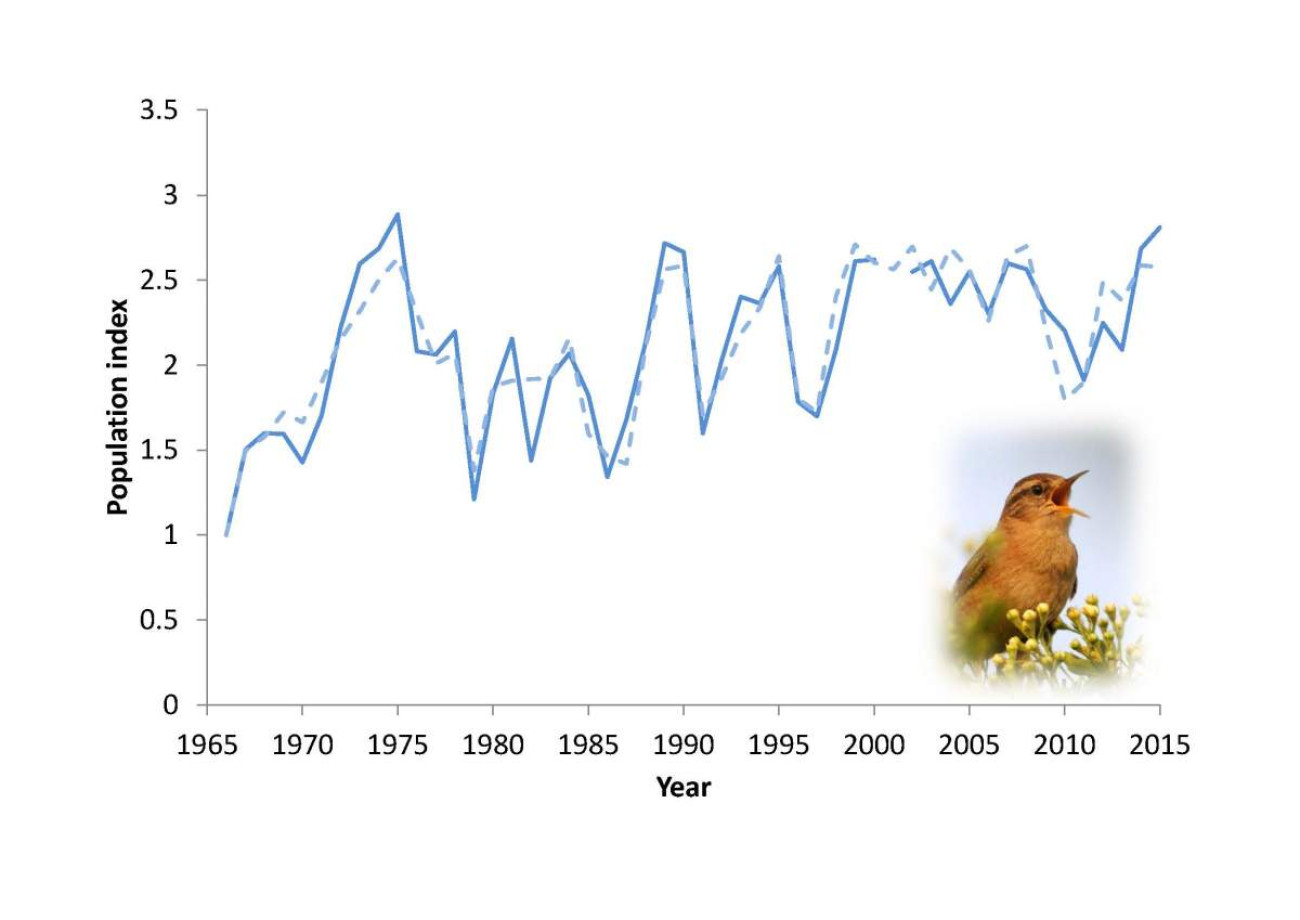 Wren numbers over time.