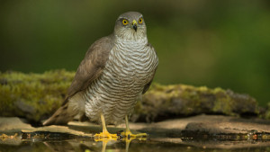 Sparrowhawk. Edmund Fellowesv