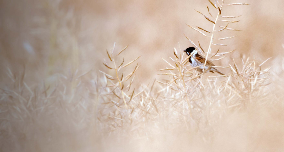 Reed Bunting. Sarah Kelman