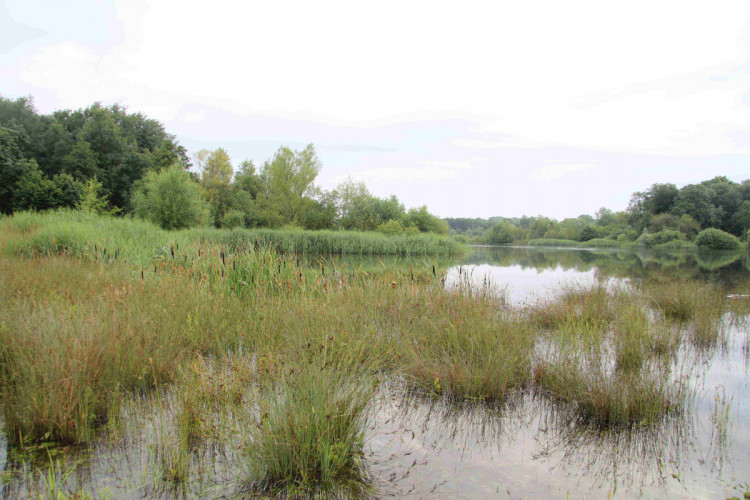 Wetland habitat, by Mike Toms / BTO Wetland habitat, by Mike Toms / BTO