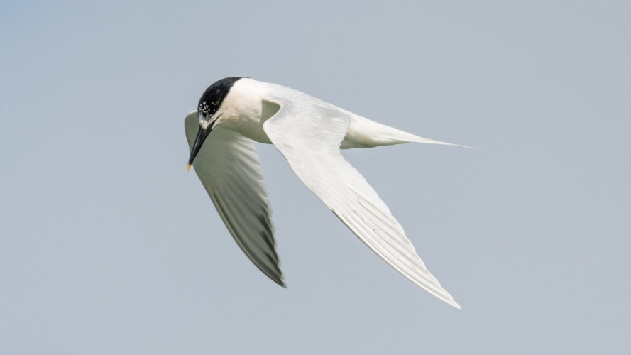 Sandwich Tern, by Philip Croft / BTO Sandwich Tern, by Philip Croft / BTO