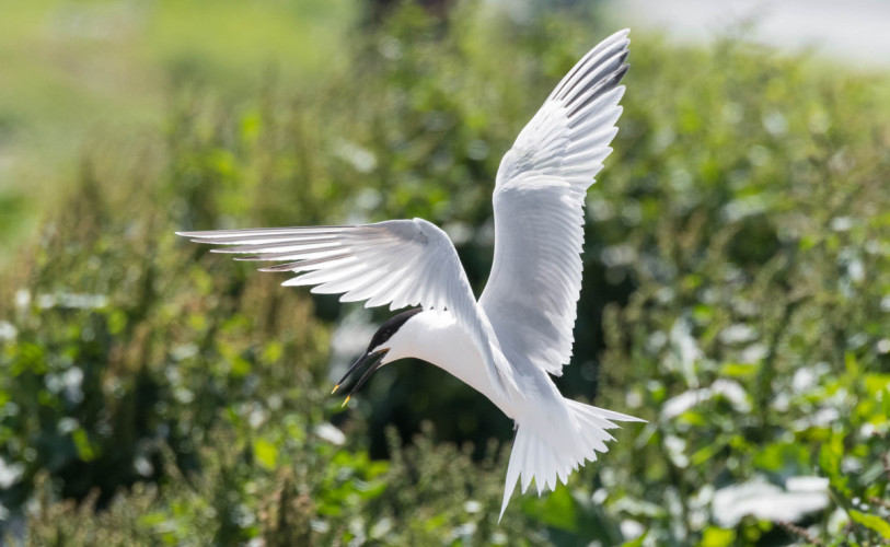 Sandwich Tern, by Philip Croft / BTO Sandwich Tern, by Philip Croft / BTO