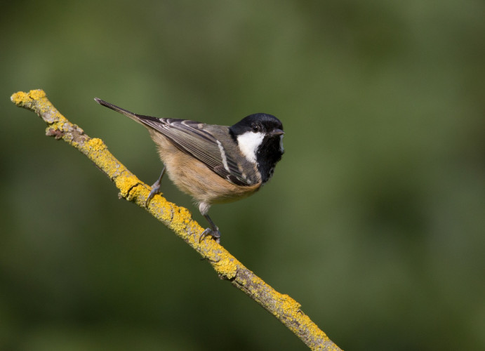 Coal Tit, by Liz Cutting / BTO Coal Tit, by Liz Cutting / BTO