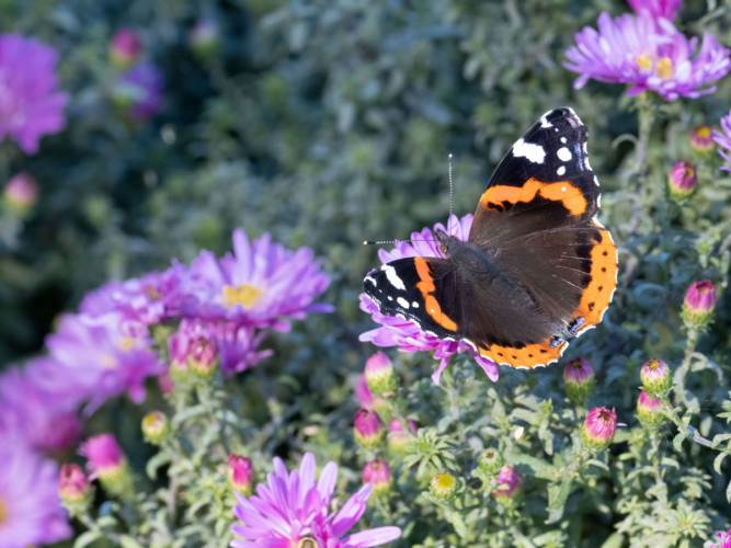 Red Admiral in garden, by Edmund Fellowes / BTO Red Admiral in garden, by Edmund Fellowes / BTO
