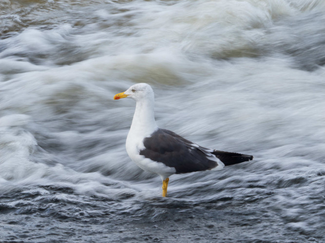 Lesser Black-backed Gull, by Edmund Fellowes / BTO Lesser Black-backed Gull, by Edmund Fellowes / BTO