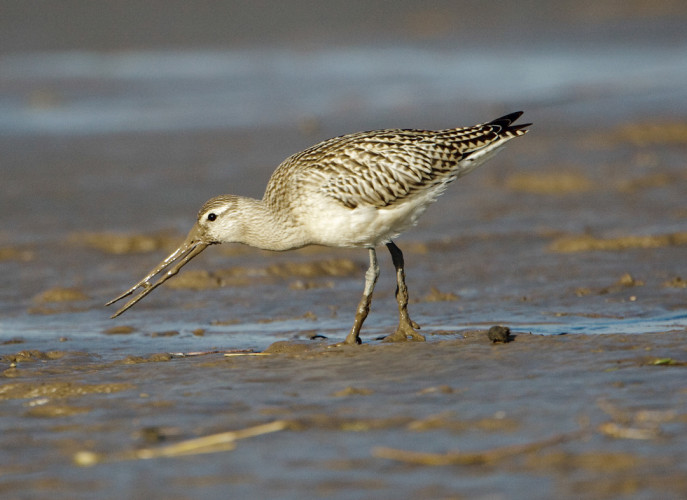 Bar-tailed Godwit, by Graham Catley / BTO Bar-tailed Godwit, by Graham Catley / BTO