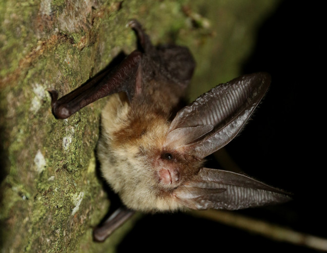 Brown Long-eared Bat, by Chris Damant Brown Long-eared Bat, by Chris Damant