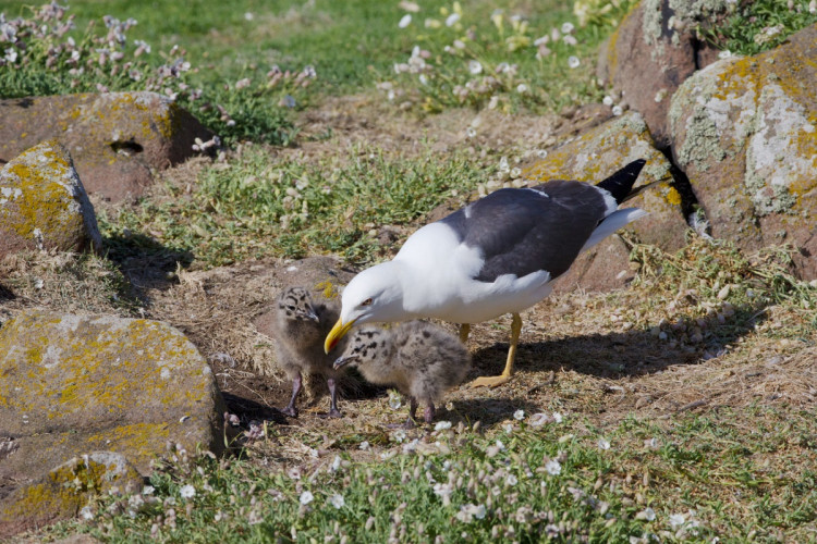 Lesser Black-backed Gull & chicks by Edmund Fellowes / BTO Lesser Black-backed Gull & chicks by Edmund Fellowes / BTO
