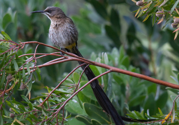 Cape Sugarbird, by Philipp Boersch-Supan / BTO