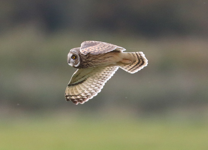 Short-eared Owl in flight, by Liz Cutting / BTO Short-eared Owl in flight, by Liz Cutting / BTO