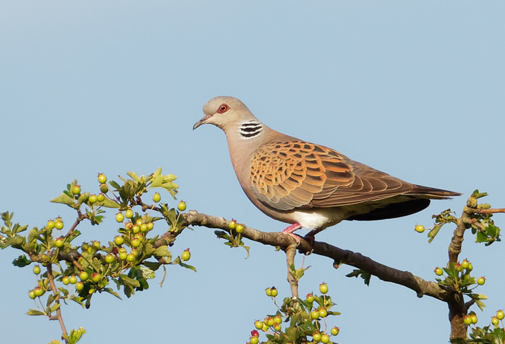 Turtle Dove, by Liz Cutting / BTO