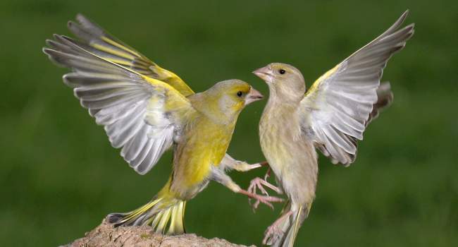Greenfinch. Photograph by Jill Pakenham Greenfinch. Photograph by Jill Pakenham