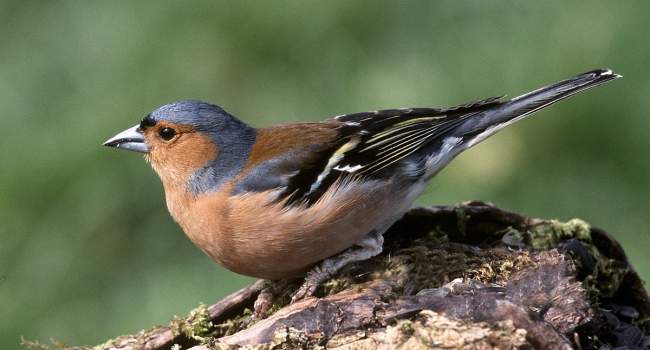 Male Chaffinch with leg lesions Chaffinch by Jill Pakenham