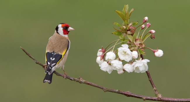 Goldfinch by Edward Fellowes Goldfinch, Edward Fellowes