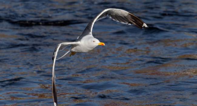 Lesser Black-backed Gull - Edmund Fellowes Lesser Black-backed Gull - Edmund Fellowes