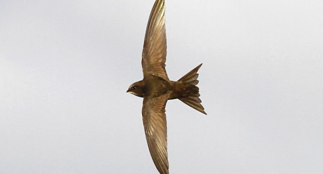 Swift by Dennis Atherton Swift by Dennis Atherton