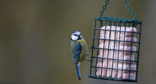 Blue Tit. Paul Newton Blue Tit. Paul Newton
