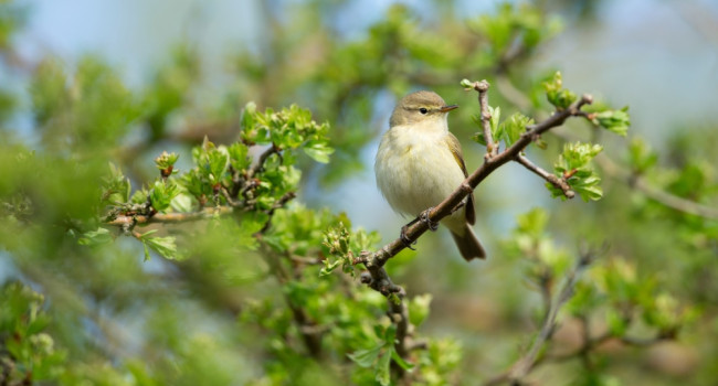 Chiffchaff by Paul Newton Chiffchaff by Paul Newton