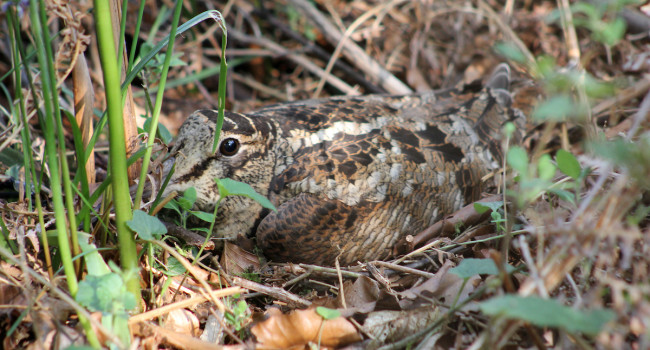 Woodcock - Graham Giddens Woodcock - Graham Giddens