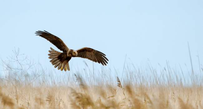 Marsh Harrier. Photograph by Sarah Kelman (Bird Photographer of the Year image) Marsh Harrier. Photograph by Sarah Kelman (Bird Photographer of the Year image)
