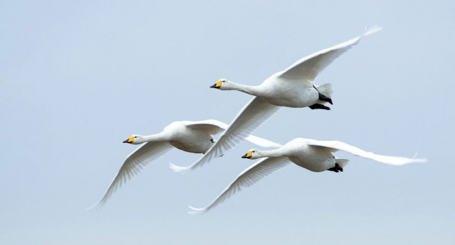Whooper Swan. Sarah Kelman Whooper Swan. Sarah Kelman