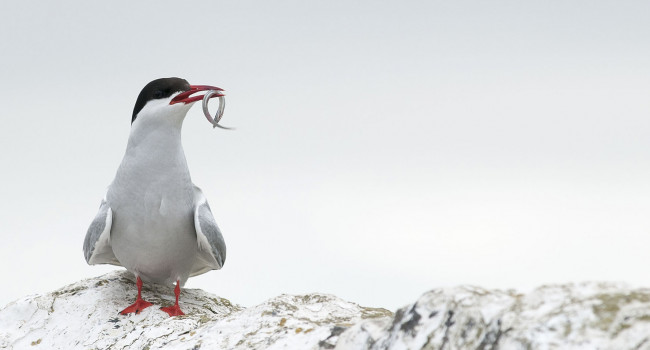 Arctic Tern, Sarah Kelman 2019-b15-sarah-kelman-2319_2_web.jpg