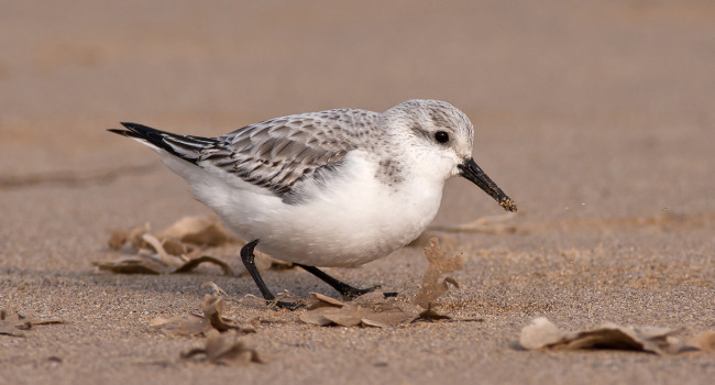 Sanderling, by Allan Drewitt / BTO