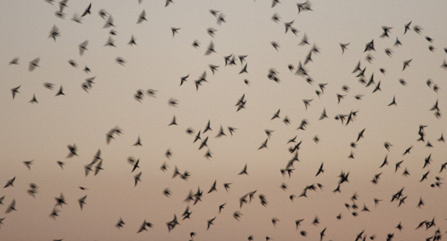 Swallows, Graham Catley 2019-b23-graham-catley-3058_web.jpg