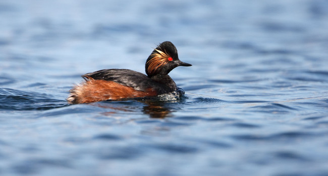 Black-necked Grebe, Graham Catley 2019-b23-graham-catley-3117_copy.jpg