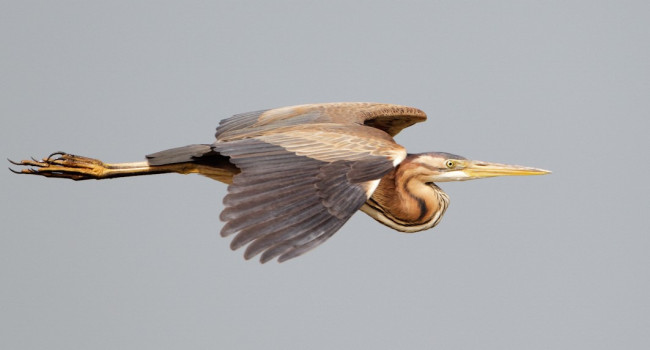Purple Heron, Graham Catley 2019-b23-graham-catley-3185.jpg