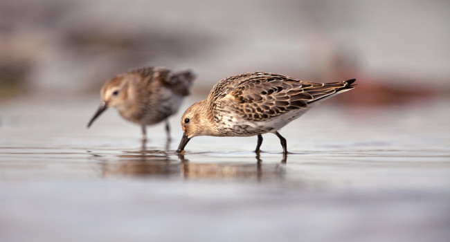 Dunlin, Graham Clarke 2019-b33-graham-clarke-3461_web.jpg