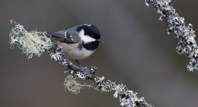 Coal Tit, by Liz Cutting / BTO