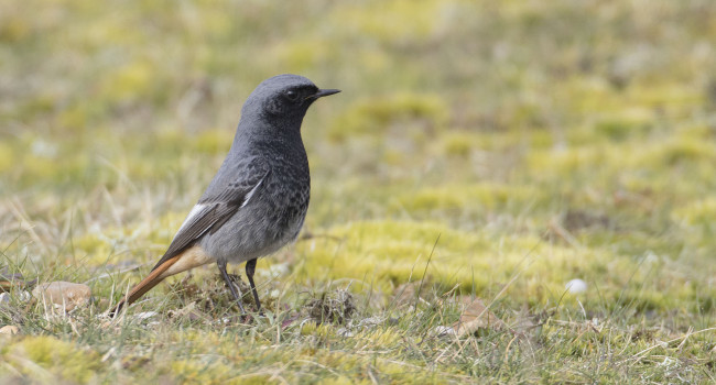 Black Redstart, Liz Cutting 2019-b35-liz-cutting-3789_original.jpg
