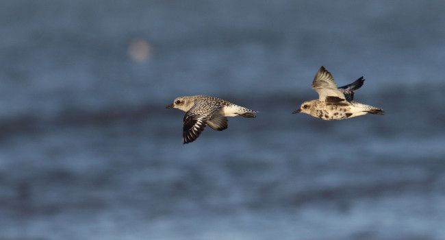 Grey Plover, Liz Cutting Create Blog _ BTO - British Trust for Ornithology.html