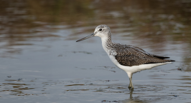 Greenshank by Philip Croft Greenshank by Philip Croft