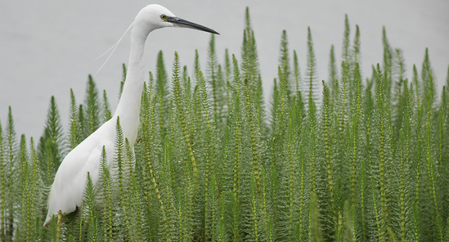 Little Egret, Scott Mayson 2019-b48-scott-mayson-5302_original.png
