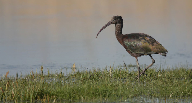 Glossy Ibis, Scott Mayson 2019-b48-scott-mayson-5347_original.jpg
