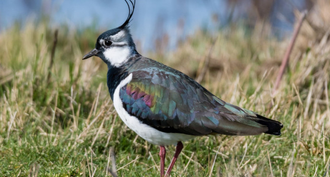 Lapwing, Philip Croft 2019-b49-philip-croft-5357_original.jpg