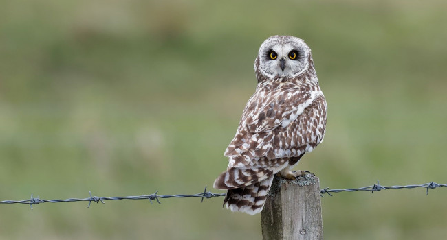 Short-eared Owl, Liz Cutting 2020-b011-liz-cutting-5989_2_original_1.jpg