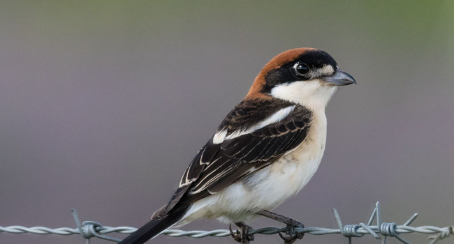 Woodchat Shrike, Philip Croft 2020-b013-philip-croft-6089_original.jpg