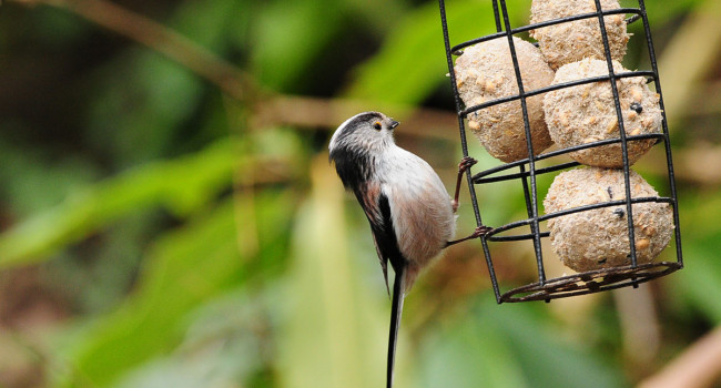 Long-tailed Tit on feeder. Tommy Holden